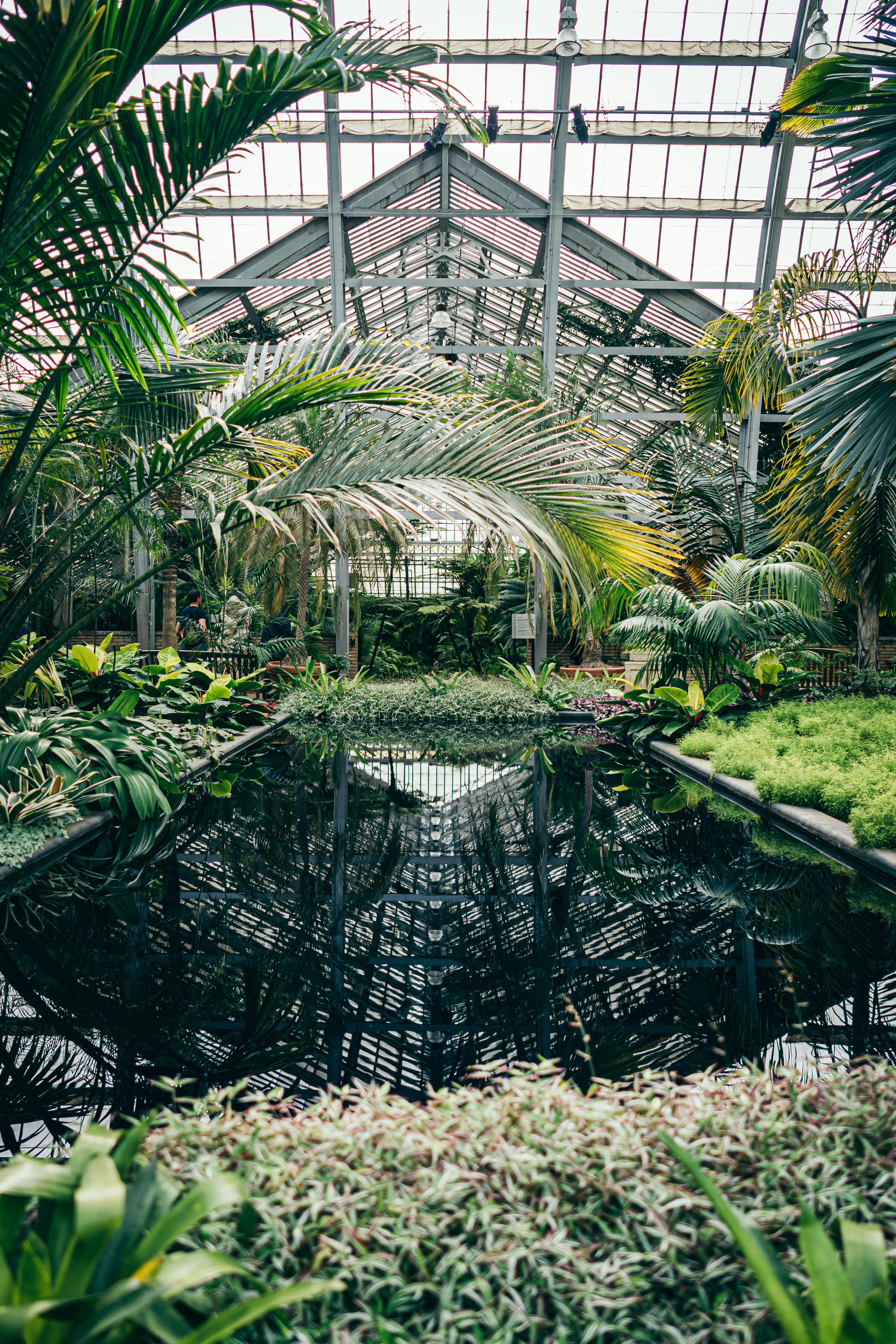 Greenhouse interior with tropical plants