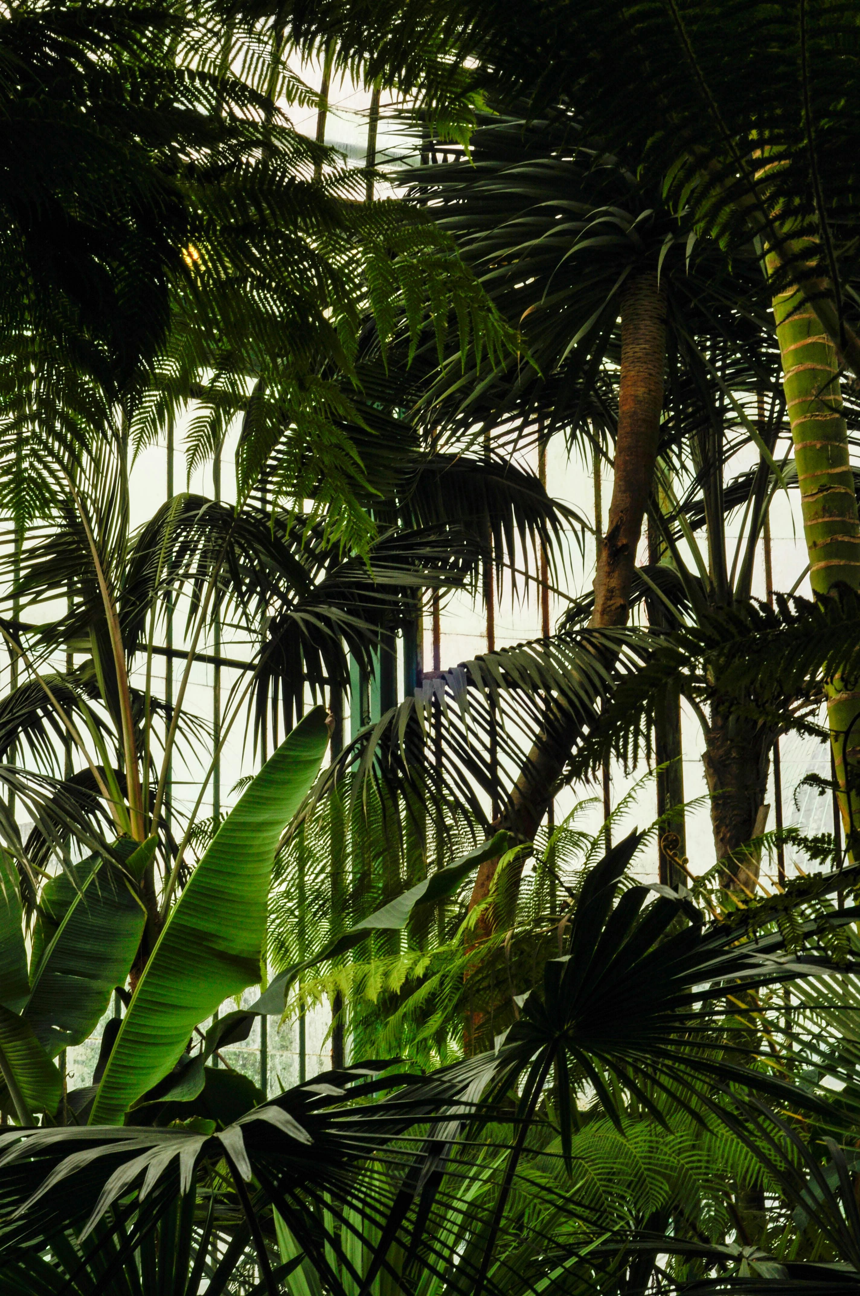 Dense green foliage in low light